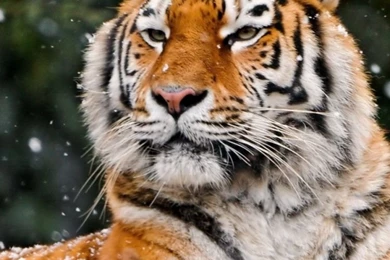 iPhone 6 Tiger Wallpapers HD, Desktop Backgrounds 750x1334