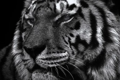 Black N White Photo Tiger Face Close Up iPhone 5 Wallpapers ...