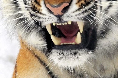 Wallpapers Iphone 5 S Tiger 640 X 1136 640 X 1136 Iphone 5 ...