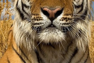 Siberian Tiger In Russia iPhone 5s Wallpapers Download