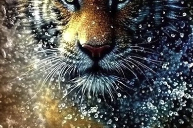 Tiger Splash iPhone 5 Wallpapers (640x1136)