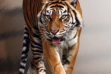 Tiger Prowl iPhone 5 Wallpapers (640x1136)