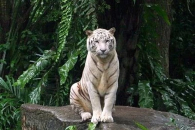 20 Wonderful Animal iPhone 5 Wallpapers