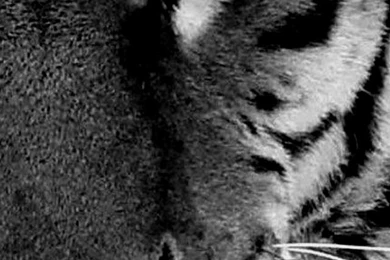 Tiger Iphone 5 Wallpapers Wallpapers Sources