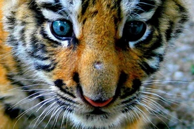 Download Wallpapers 750x1334 Tiger, Cub, Look, Kid iPhone 6 HD ...