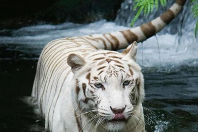 Tiger Walking In Water iPad Air Wallpapers Download