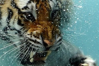 Wallpapers Iphone 5 S Underwater Tiger 640 X 1136   640 X 1136 ...