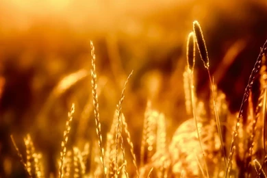 YouWall   Evening Light Wallpapers   Wallpaper,wallpapers,free ...