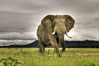 HD Elephants Wallpapers And Photos
