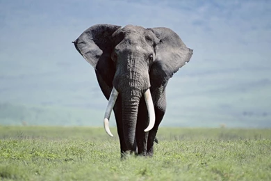 Fonds D'écran Elephant : Tous Les Wallpapers Elephant