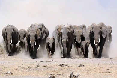 348 Elephant HD Wallpapers