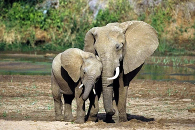 Elephant HD Wallpapers