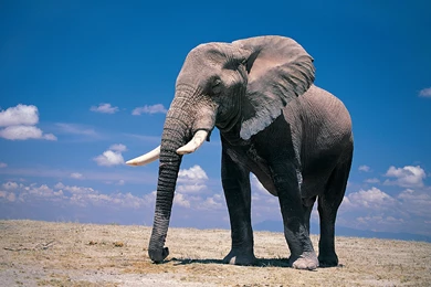 Elephant Wallpapers