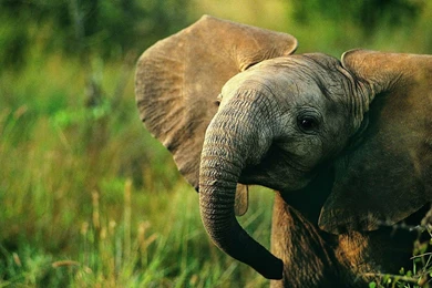 Elephant Wallpapers HD Backgrounds Desktop • IPhones Wallpapers