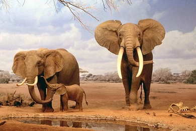 Elephants