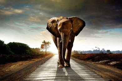 Elephant Wallpapers HD Pictures