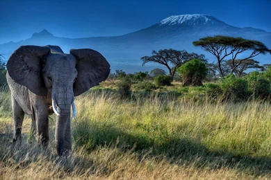 African Elephant Wallpapers HD Download For Desktop & PC