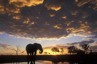 Free African Elephant Wallpapers Download   Animals Town