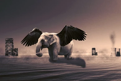 Elephant HD Wallpapers