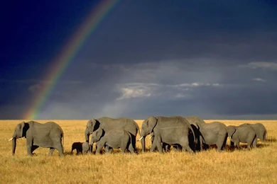 Best Of Elephant Wallpapers