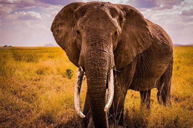Elephant Wallpapers   Animal Wallpapers