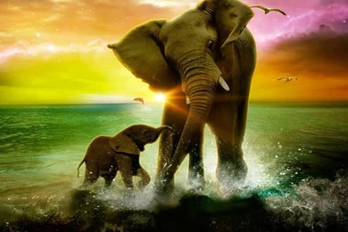 Elephant Family wide i.jpg