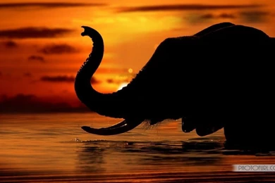 Latest Animal Computer Desktop Wallpapers And Backgrounds