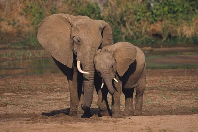 Mother And Young Elephant Wallpapers