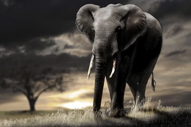 Elephant Kissing Hd Wallpapers   Wallpaperss HD