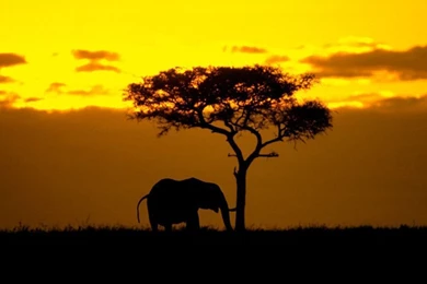 African Elephant Wallpapers   Animals Town