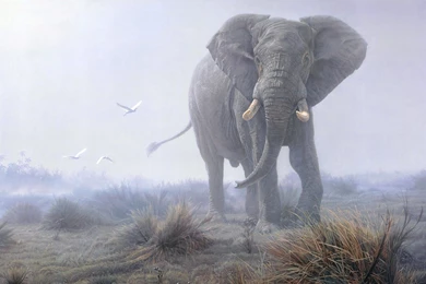 Elephant Computer Wallpapers, Desktop Backgrounds