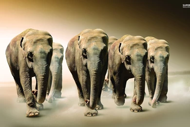 Elephants Wallpapers   Artistic Wallpapers