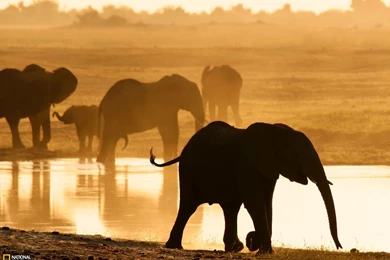 Elephants Photo, Chobe Reserve Wallpapers   National Geographic ...