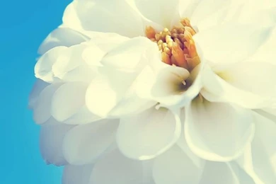 Collection Of 50+ Irresistible HD Wallpapers For Your iPhone 5All ...