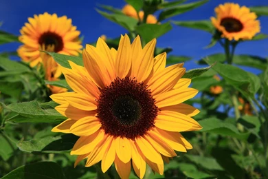 252 Sunflower HD Wallpapers
