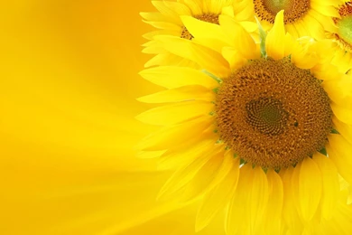 Sunflower Wallpapers — Free Full HD Wallpaper. Widescreen HQ ...