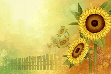Sunflower Backgrounds