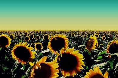 Sunflower HD Wallpapers
