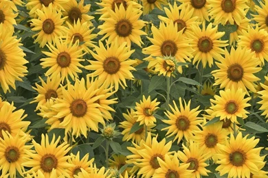 Sunflower Tumblr Backgrounds   Wallpaper.