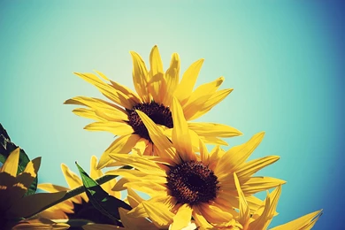 Sunflower Backgrounds