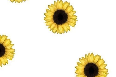 Sunflower Backgrounds
