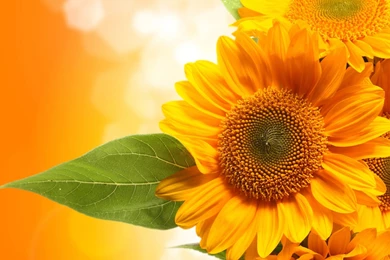 Sunflower Backgrounds