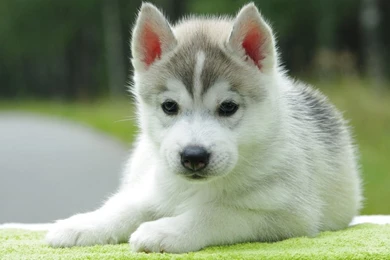 Cute Puppy Wallpapers For Desktop Picture 2   PowerballForLife