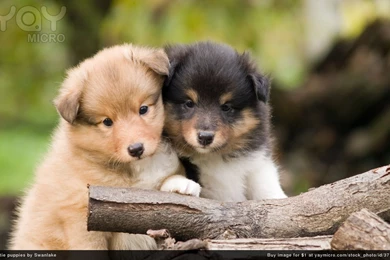 Cute Lab Puppies Wallpapers Desktop 1680x1050PX Wallpapers Lab ...