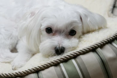 Cute Puppies Wallpapers