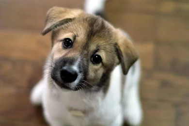 1280x1024 Cute Look Puppy Wallpapers