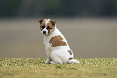 Sad Ittle Puppy   Cute Puppies Wallpapers Photo 9   Wallcoo.net