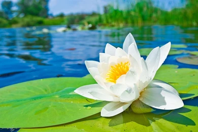 1920x1200 Water Lily Hd Wallpapers