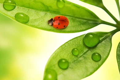 Ladybug On The Leaf Wallpapers   Free Wallpapers, Download ...