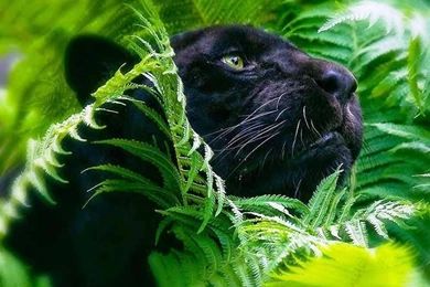 Free Desktops And Wallpapers For Your Computer: Animal By Free ...